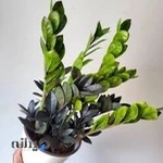 گالری گل لوسیان