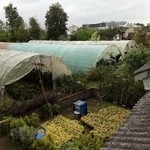 گل وگیاه سرو فکری