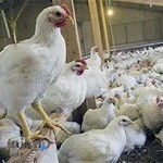 مرغ فروشی آزادی