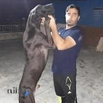 فروش حیوانات خانگی عدنان مطوری