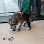 دبستان پسرانه شناختی نبض رویش