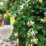 دبستان دخترانه اسلامی منهاج