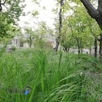 پیش دبستان و دبستان دخترانه سریر خرد