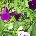 مهدکودک گلهای ناز