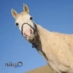 عکاسی بهار گرگان