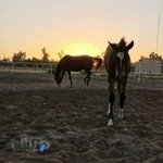 دهکده پرورش اسب دزفول.باشگاه سوارکاری دز