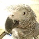 کلینیک پرندگان اوستا