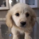 درمانگاه دامپزشکی دکتر معینی طباطبایی