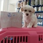 کلینیک دامپزشکی نوین