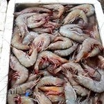 ماهی فروشی شایان