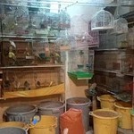 پرنده فروشی