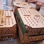 فروش جوجه یک روزه تقوی