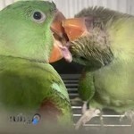 پرنده سرای دوستان