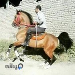 باشگاه سوارکاری و پرورش اسب کرار