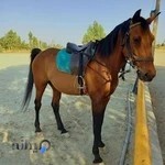 باشگاه سوارکاری رخش کویر