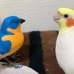 پت شاپ مززعه پرنده