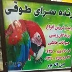 پرنده سرای طوقی