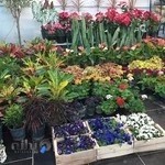 نمایشگاه گل و گیاه جوانه