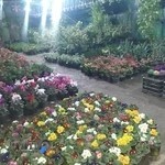 گلکده ماهونیا