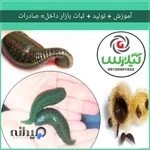 فروشگاه زالوی طبی لاهیجان