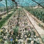 گل و گیاه سمن گل