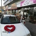 گلکده نارسیس