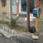 پیرایش خوش‌سیما