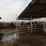 دانشکده دامپزشکی