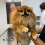 Dr. Taghipour veterinary hospital