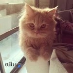 کلینیک و پت شاپ تخصصی حیوانات خانگی پارسیان