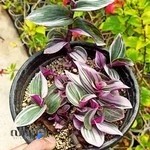 ویکتوریا کاکتوس