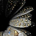 طلافروشی حسنلو