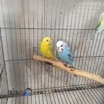 پرنده سرای ساوه پروت