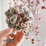 فروشگاه آنلاین ساوه‌ گل