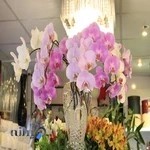 گلفروشی ایگل