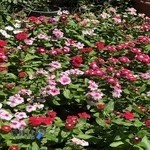 گل فروشی آتی ساز