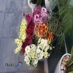 گل فروشی ونک