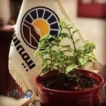 بیمه ایران نمایندگی 30019