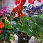 دهکده گل وگیاه چیچک