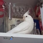 فروشگاه پرنده آمازون