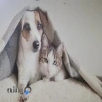 کلینیک حیوانات خانگی شهریار