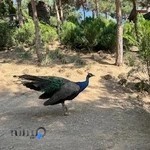 باغ پرندگان تهران
