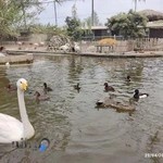 باغ پرندگان