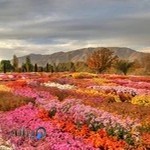 باغ گیاه شناسی ملی ایران