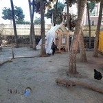 مجموعه حیاط