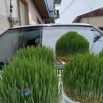 شرکت شفق گیلان