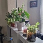 رادیولوژی تخصصی دهان و فک وصورت دکتر سعیدی