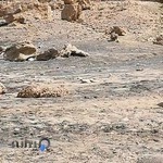 دلفین سیر ساحل قشم