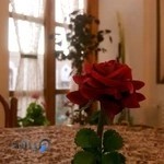 Rad travel ( دفتر مسافرتي راد سفر )