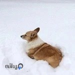 کلینیک دامپزشکی دکتر مرکب سازی